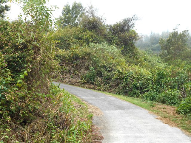 Le Chemin Emmanuel Payet est également bordé d'invasives