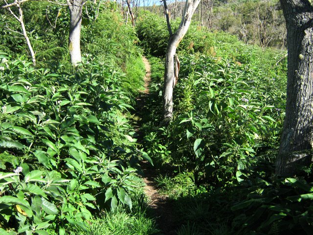Là, ce sont les bringeliers qui ont tout envahi et dévoreront vite le sentier