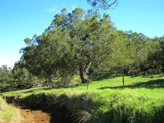La piste quand elle n'est pas recouverte de grandes herbes