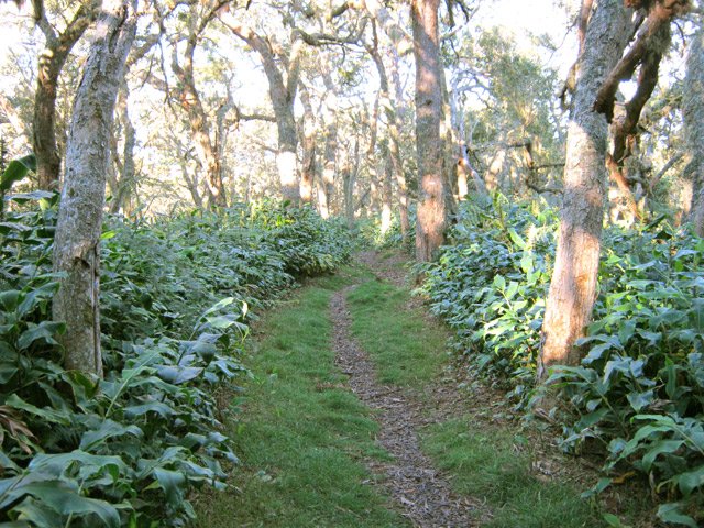 On traverse une belle forêt de tamarins des hauts