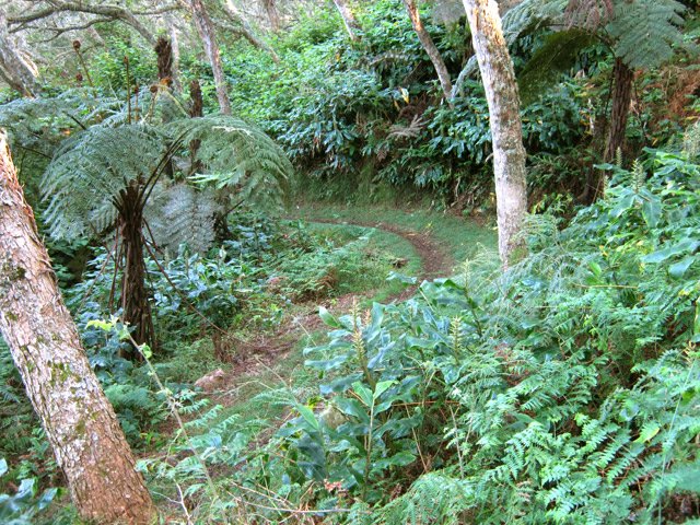 Le sentier ombragé sur une partie plate