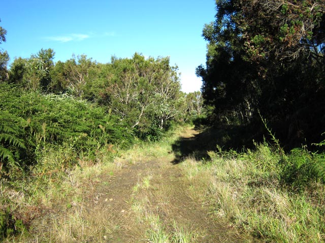 La piste qui mène aux fourneaux des charbonniers