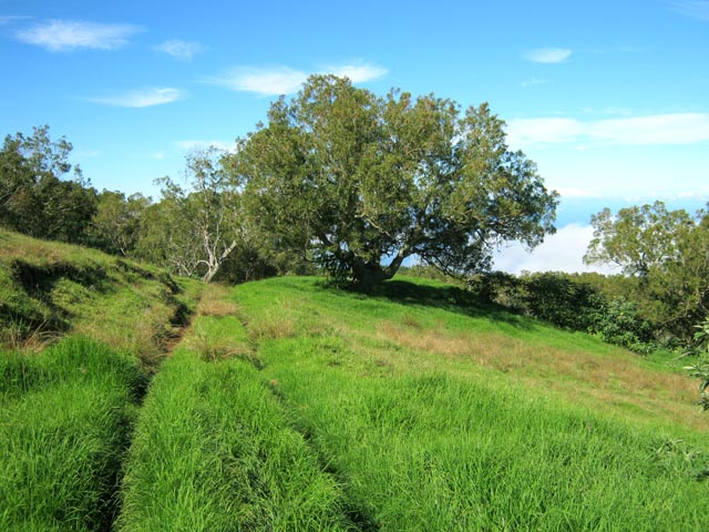 Le bas de la Piste des Camélias dans une immense et magnifique prairie