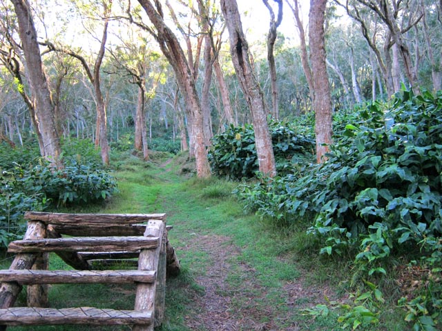 Le sentier Mario sous les tamarins