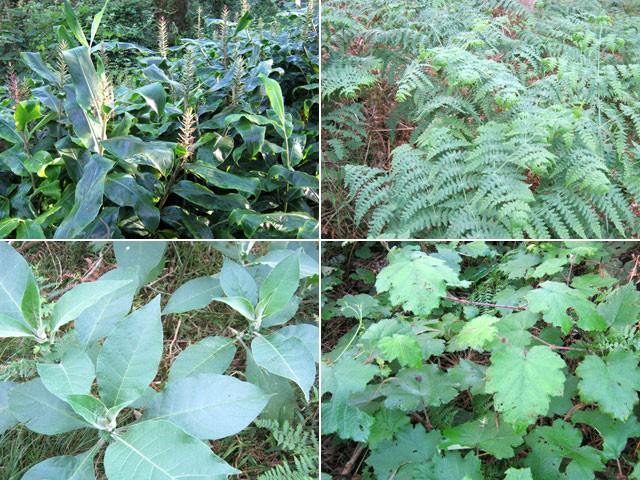 Comme toujours dans cette région ; des collections de pestes végétales