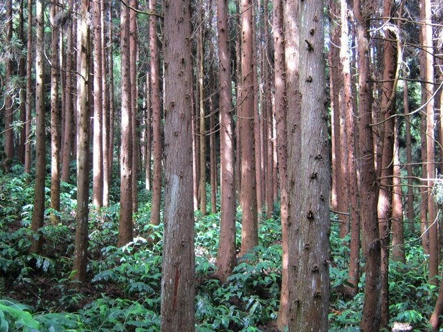 Les cryptomerias changent du spectacle des tamarins