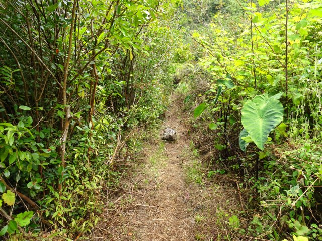 L'arrivée à l'Îlet à Bananes, inextricable comme souvent le sont les cultures abandonnées