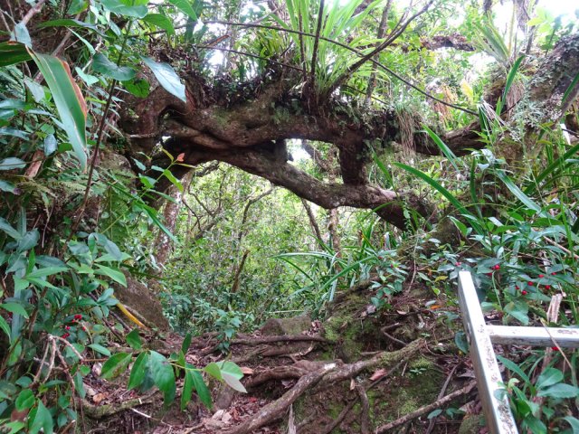 La 25ème près d'un beau tronc marque la fin de la montée
