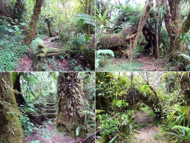 Le sentier de Takamaka, un bonheur de tous les instants