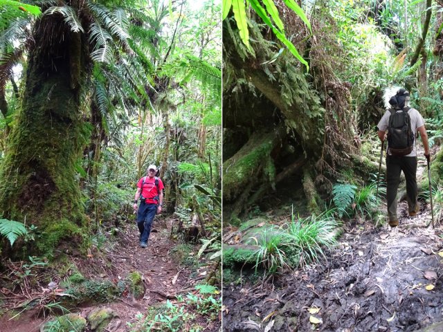 On oublie les fins goyaviers près de ces mastodontes souvent centenaires