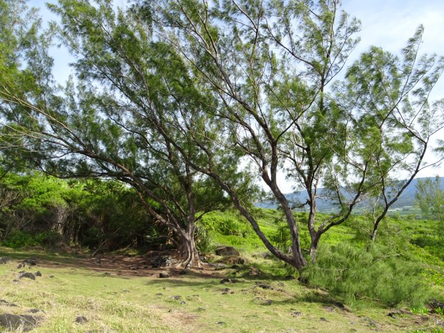 Les filaos ne cachent jamais les panoramas vers la montagne