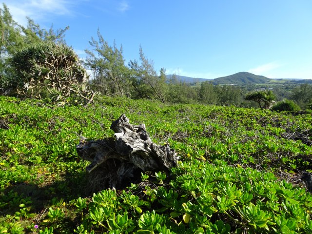 D'importantes zones sont envahies de manioc marron