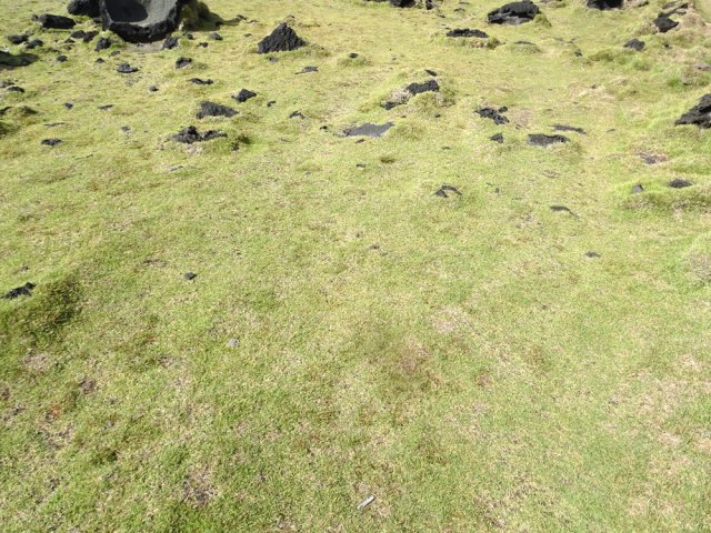 D'autres sont recouvertes d'un tapis vert du gazon bord de mer