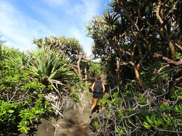 Courte incursion sous les vacoas