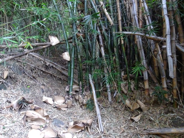 La touffe de bambous a presque fini de boucher le sentier