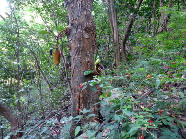 Des jacquiers poussent un peu partout