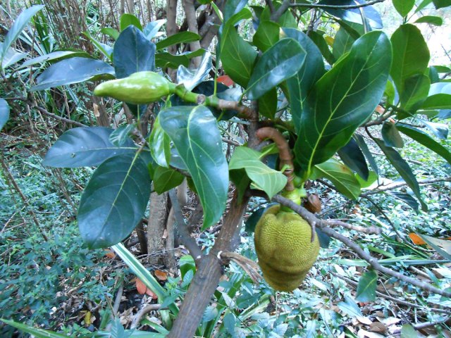 L'arbre est facile à reconnaître lorsqu'il porte des fruits