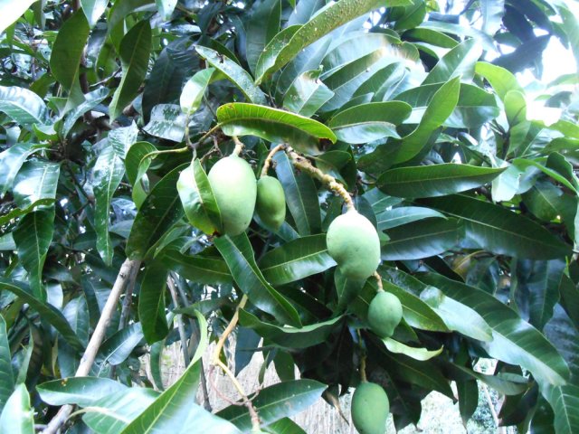 Plusieurs manguiers bordent également le passage