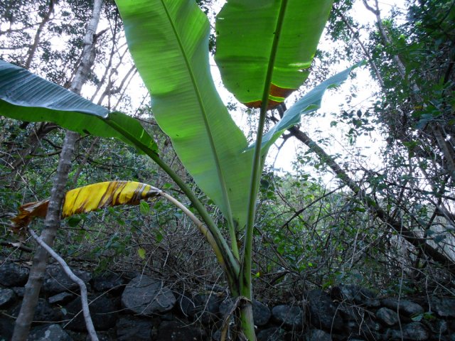 Les bananiers sont trop à l'ombre pour donner des régimes