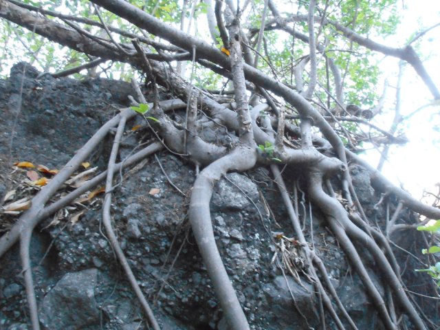 Les figuiers étrangleurs entourent lentement les rochers
