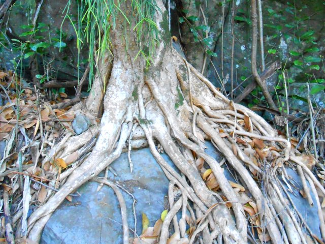 Une belle racine tente également d'étouffer un rocher