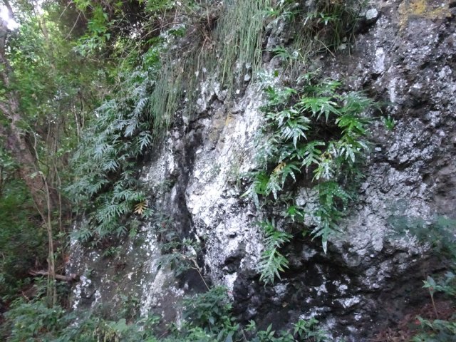 Le terrain, assez rocheux en amont, se recouvre de fougères