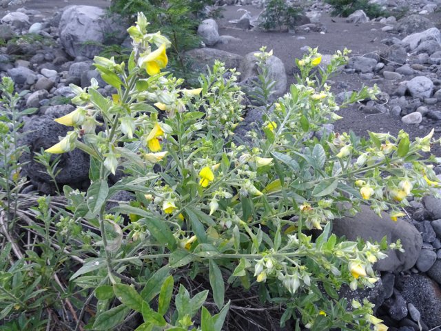 Sitôt Belal passé, les crotalaires ont repris leur invasion