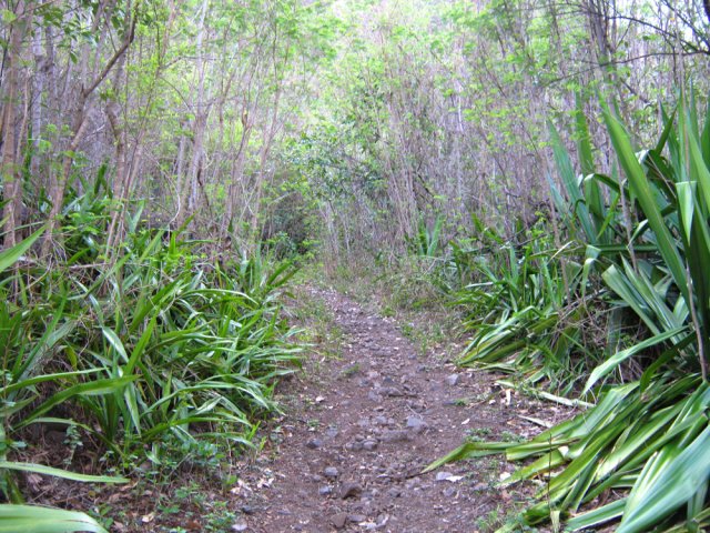 Le chemin montant à l'îlet Rolland