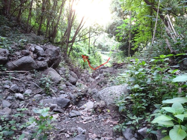 Après 30 m de montée, chercher le sentier sur la droite. Photo prise depuis la petite ravine en amont