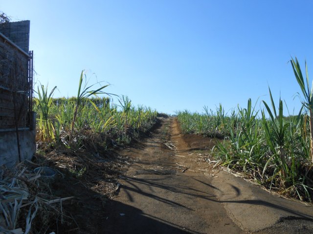 Quitter le Chemin des Papangues et entrer dans les cannes