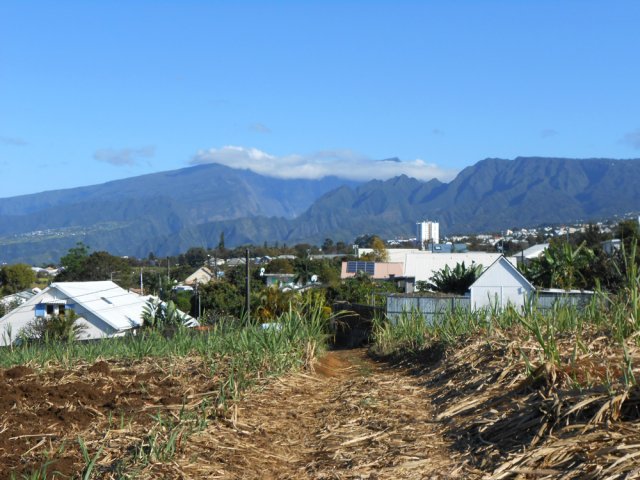 Les panoramas sont moins visibles avec la canne non coupée