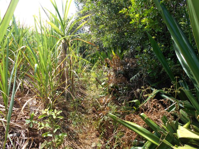 Le sentier qui longe la lisière du bois avant d'y pénétrer