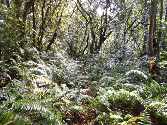 Quelques fougères envahissent mais ne bouchent pas le passage