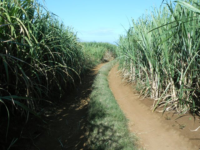 On parvient dans les cannes à sucre