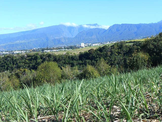 Lorsqu'elles sont coupées, on voit jusqu'au Grand Bénare