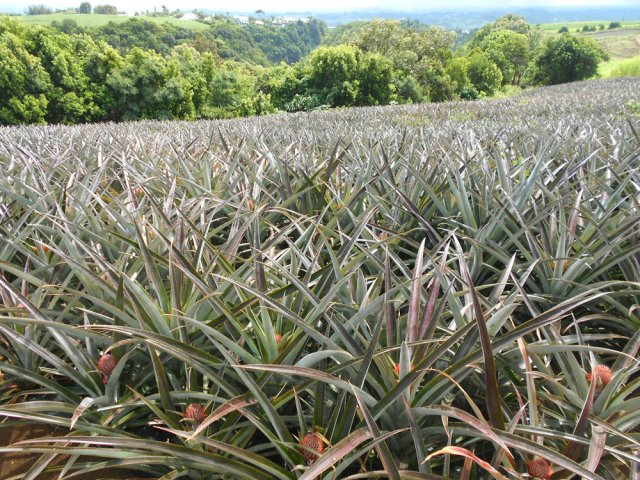 Beaucoup de champs d'ananas dans cette région du Tampon