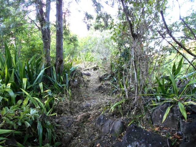 Le sentier entretenu par les Petits Tamponnais Ruraux