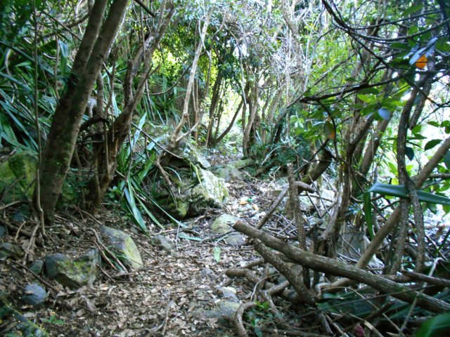 Une portion boisée proche du circuit sportif de Bel Air
