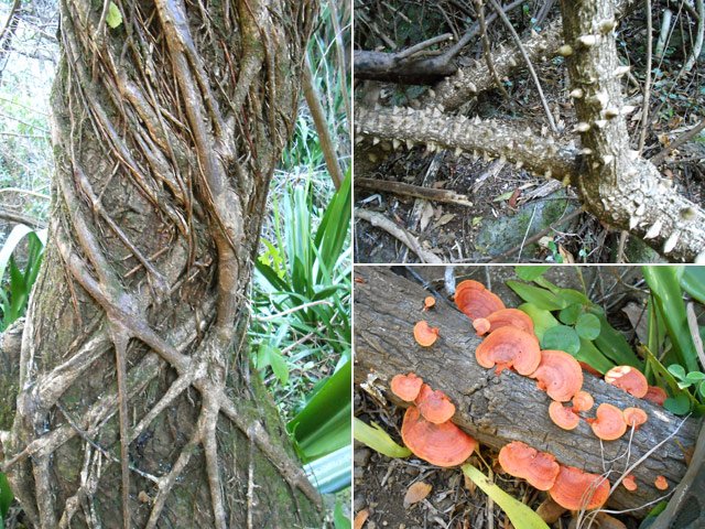 Toutes sortes de plantes le long du sentier si on prend le temps de chercher un peu