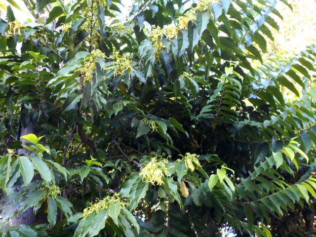 Le pied d'Ylang Ylang en remontant le Chemin de la Pointe