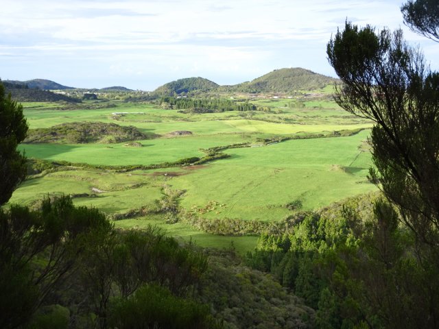 Les prairies de la Plaine des Cafres dans les trouées végétales