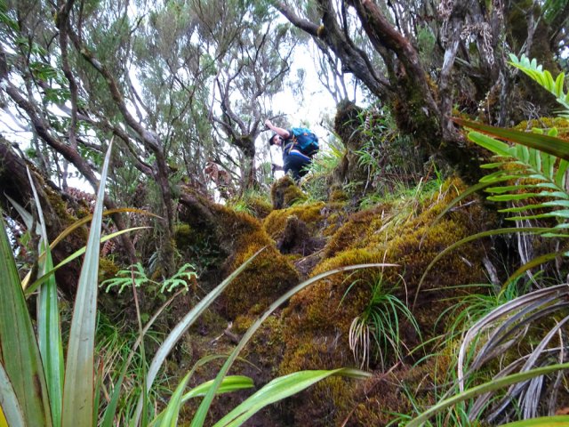 Rester sur la trace pour préserver les magnifiques mousses