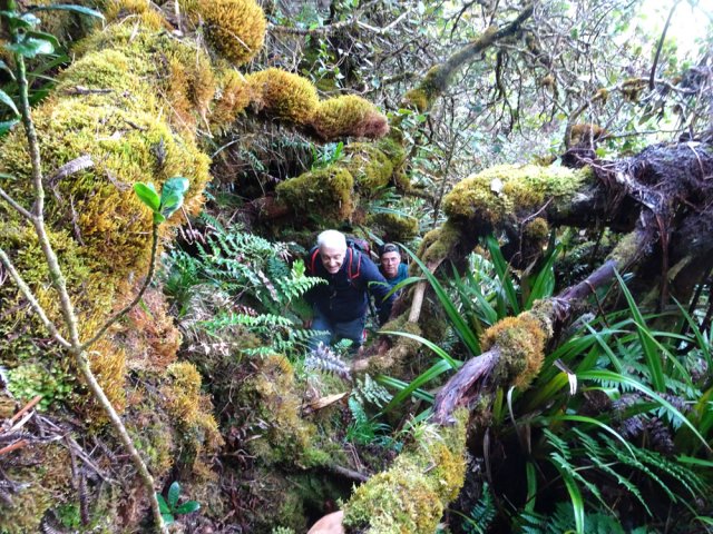 L'absence de mousse sur les troncs est l'assurance d'être sur le bon trajet