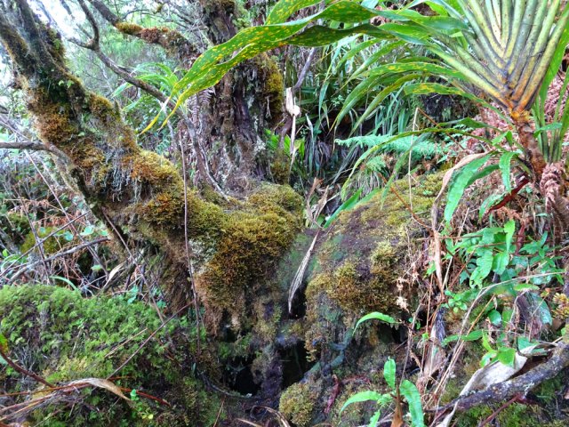 Très haute marche végétale avec de multiples traces de passage