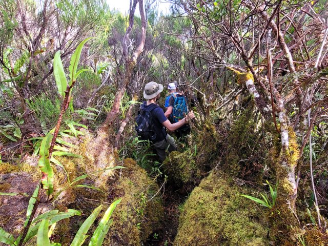 Début de la descente dans les branles et les mousses épaisses
