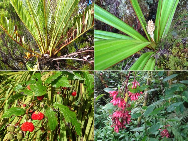 Belles rencontres végétales sur tout le piton