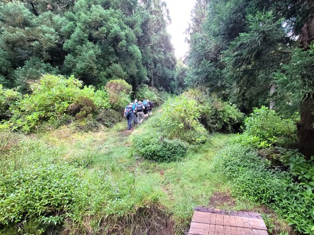 Partir à gauche en longeant le bois de cryptomerias