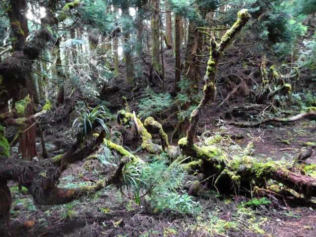 Début de la montée sous les cryptomerias moussus