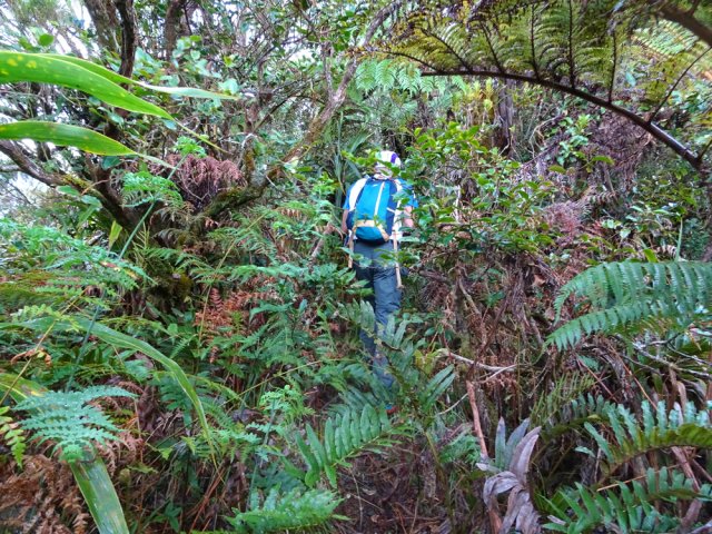Une fois les cryptomerias disparus, la jungle débute