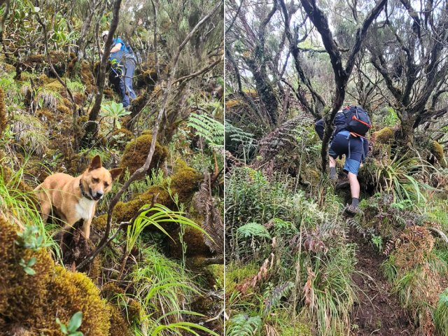 Pente forte au milieu des mousses sur un tracé bien marqué